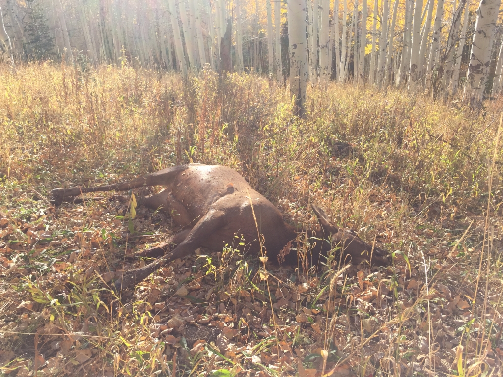 flat-tops-hunting-elk - Flat Tops | Elk Hunting