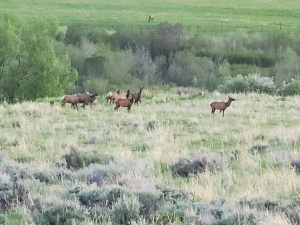 Hunting 2024 003 Flat Tops Elk Hunting   Hunting 2024 003 