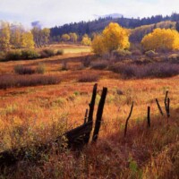 flat-tops-hunting-autumn-forest