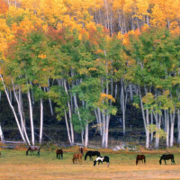 flat-tops-hunting-horse-pasture-autumn