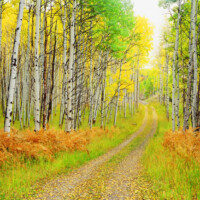 flat-tops-hunting-scenery-road-fall