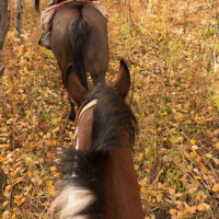 flat-tops-hunting-scenery-horse-colorado