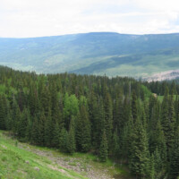 flat-tops-hunting-scenery-pine-trees